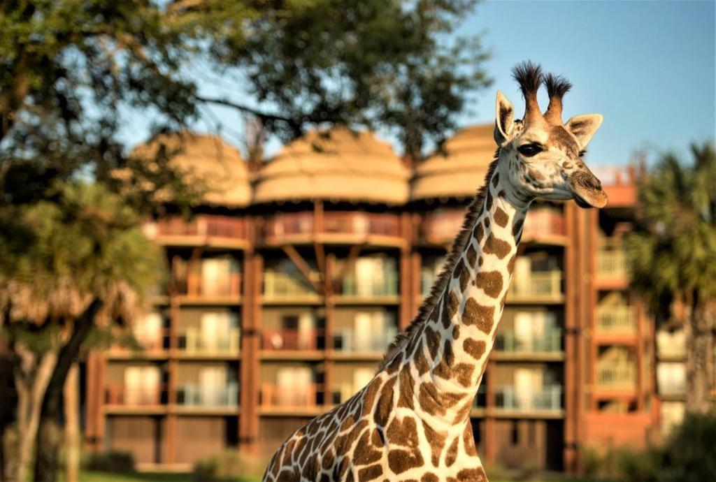 Disney'S Animal Kingdom Lodge Four Corners Экстерьер фото